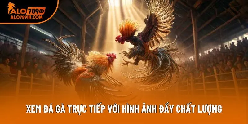 Xem đá gà trực tiếp với hình ảnh đầy chất lượng Xem đá gà trực tiếp với hình ảnh đầy chất lượng