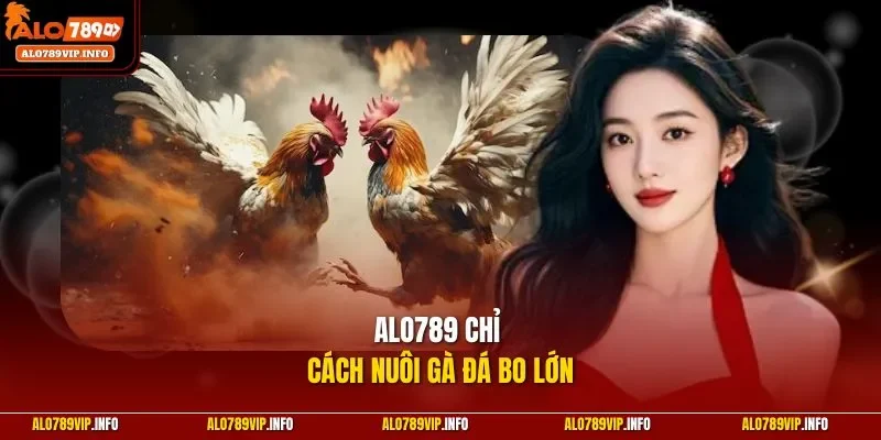 ALO789 chỉ cách nuôi gà đá bo lớn