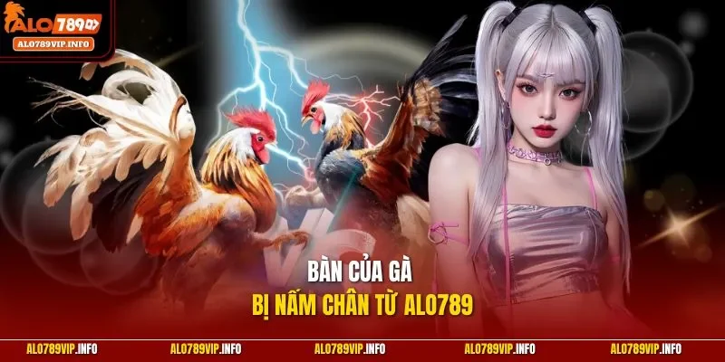 Bàn của gà bị nấm chân từ ALO789