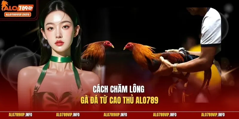 Cách chăm lông gà đá từ cao thủ ALO789