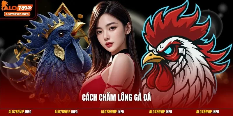 Cách chăm lông gà đá