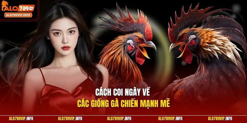 Cách coi ngày về các giống gà chiến mạnh mẽ