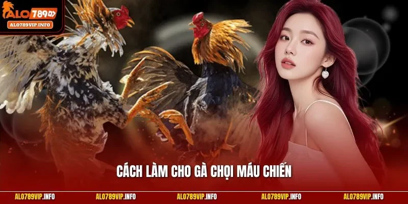 Cách Làm Cho Gà Chọi Máu Chiến
