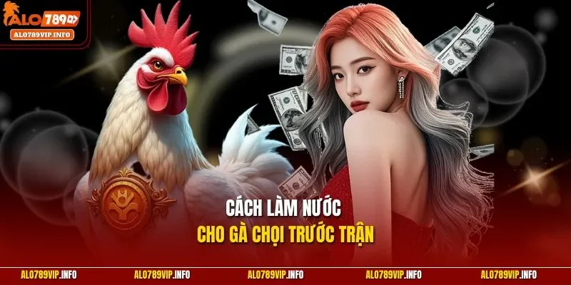 Cách làm nước cho gà chọi trước trận