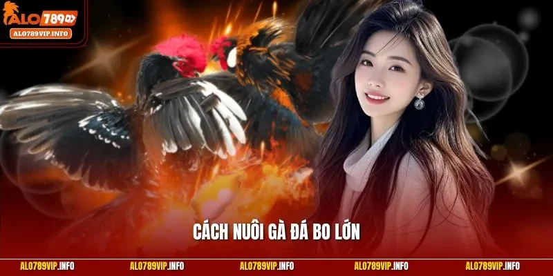 Cách nuôi gà đá bo lớn