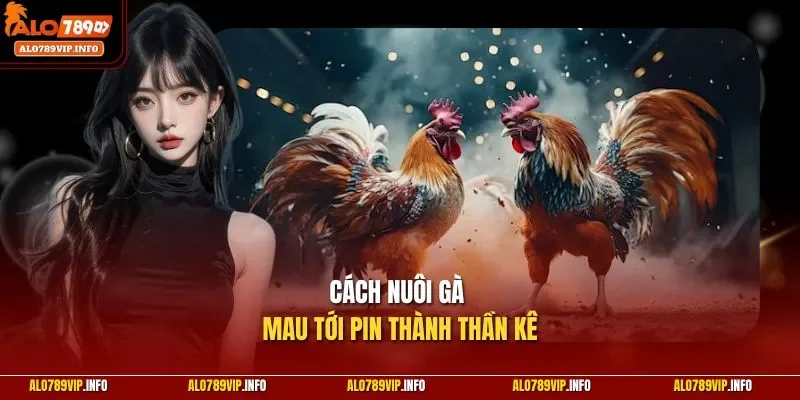 Cách nuôi gà mau tới pin thành thần kê