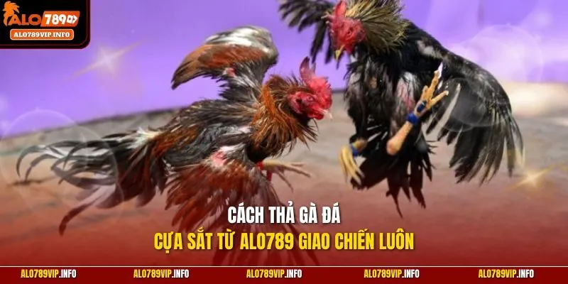Cách thả gà đá cựa sắt từ ALO789 giao chiến luôn