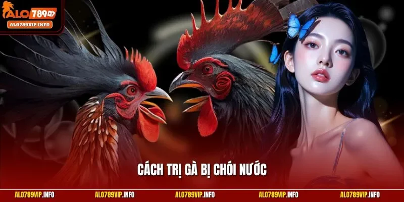 Cách trị gà bị chói nước