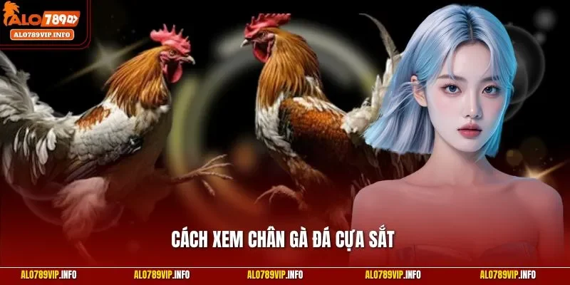 Cách xem chân gà đá cựa sắt