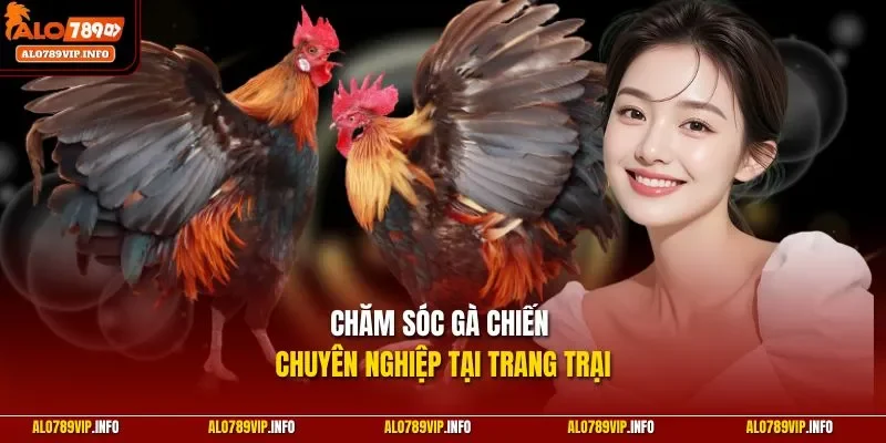 Chăm sóc gà chiến chuyên nghiệp tại trang trại 