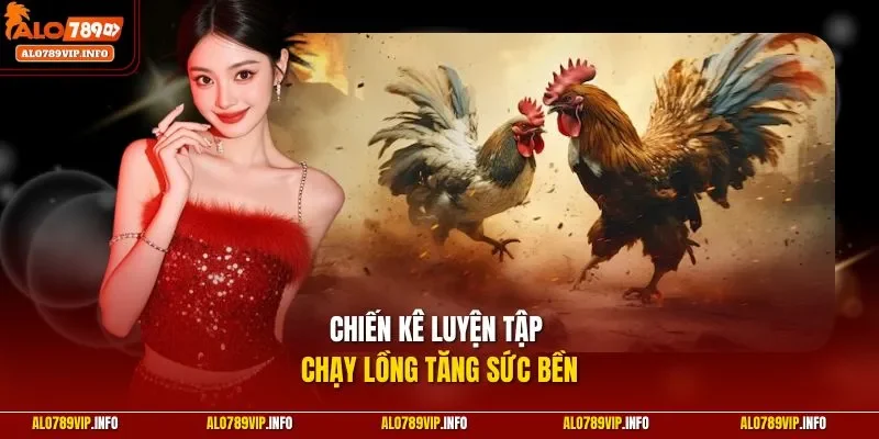 Chiến kê luyện tập chạy lồng tăng sức bền