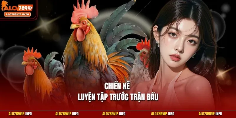 Chiến kê luyện tập trước trận đấu