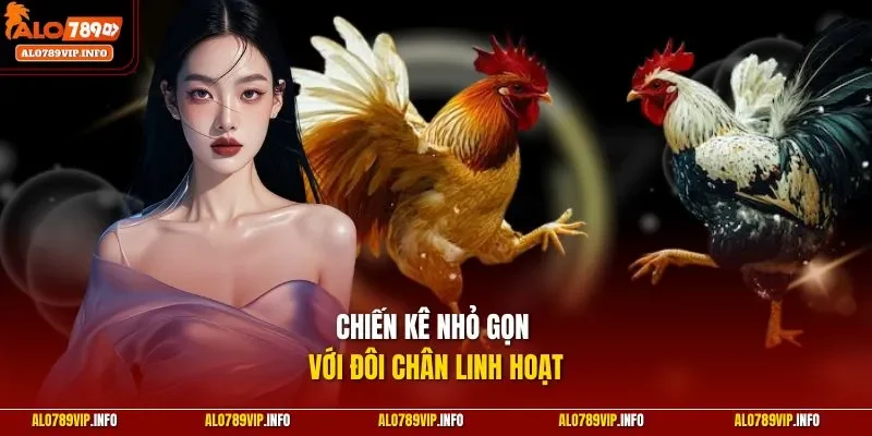  Chiến kê nhỏ gọn với đôi chân linh hoạt