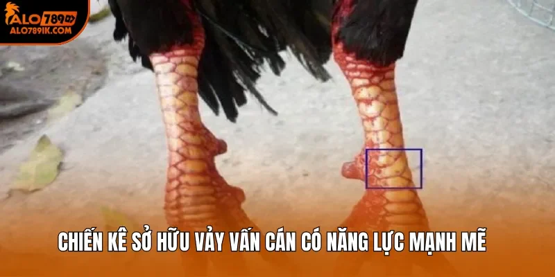 Chiến kê sở hữu vảy Vấn Cán có năng lực mạnh mẽ