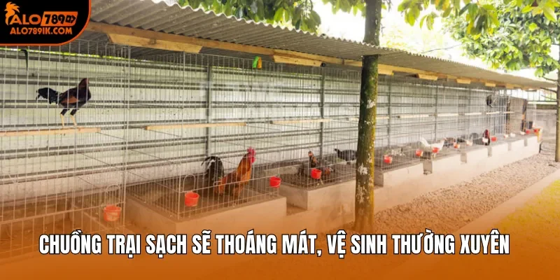 Chuồng trại sạch sẽ thoáng mát, vệ sinh thường xuyên