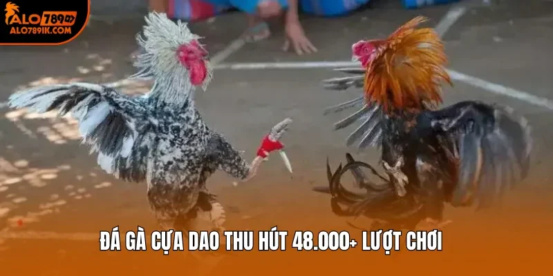 Đá gà cựa dao thu hút 48.000+ lượt chơi