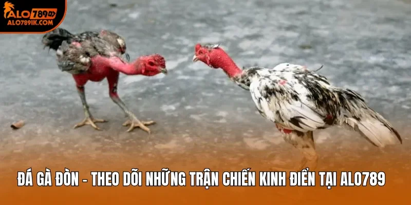 Đá Gà Đòn