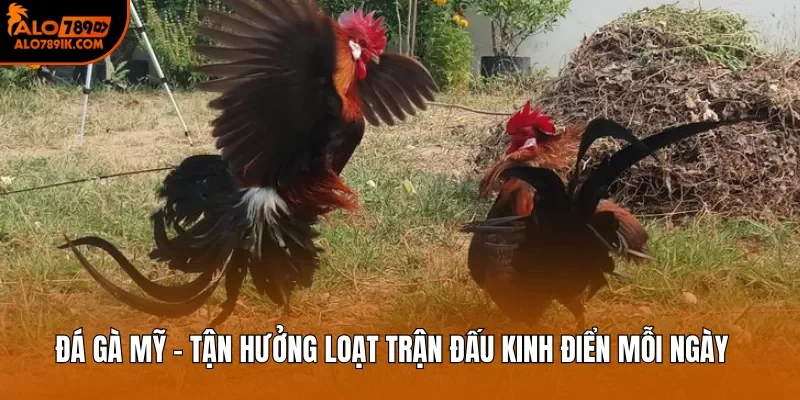 Đá Gà Mỹ