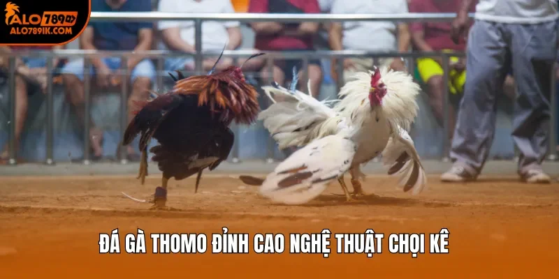 Đá gà Thomo đỉnh cao nghệ thuật chọi kê