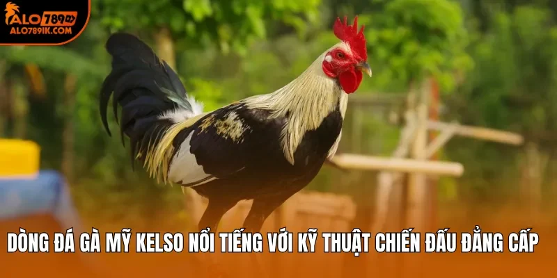 Dòng đá gà Mỹ Kelso nổi tiếng với kỹ thuật chiến đấu đẳng cấp