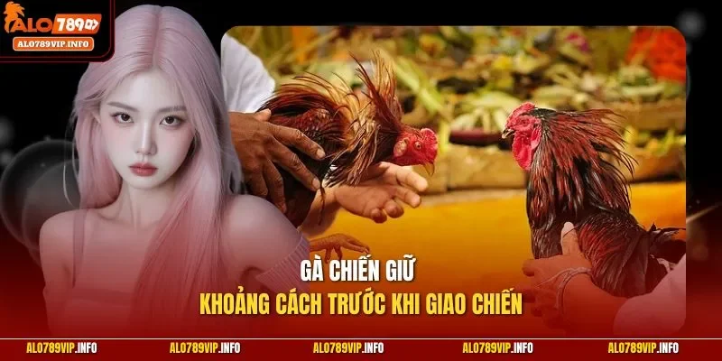 Thức ăn bổ trợ phát triển cơ cổ gà chiến