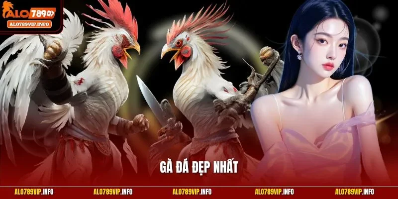 Gà đá đẹp nhất