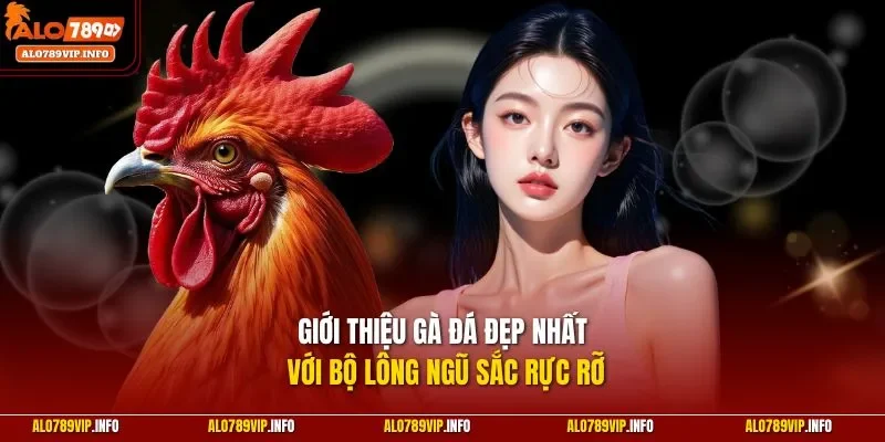 Giới thiệu gà đá đẹp nhất với bộ lông ngũ sắc rực rỡ