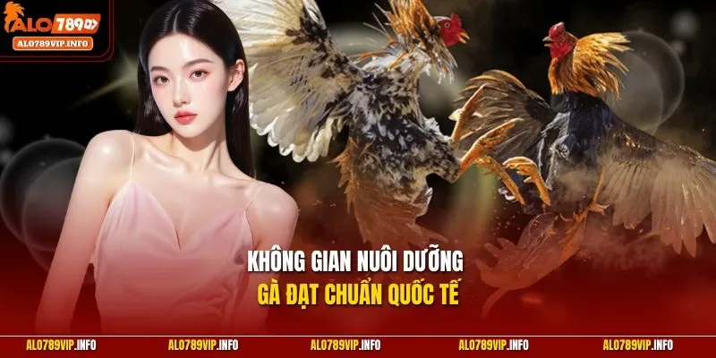 Không gian nuôi dưỡng gà đạt chuẩn quốc tế