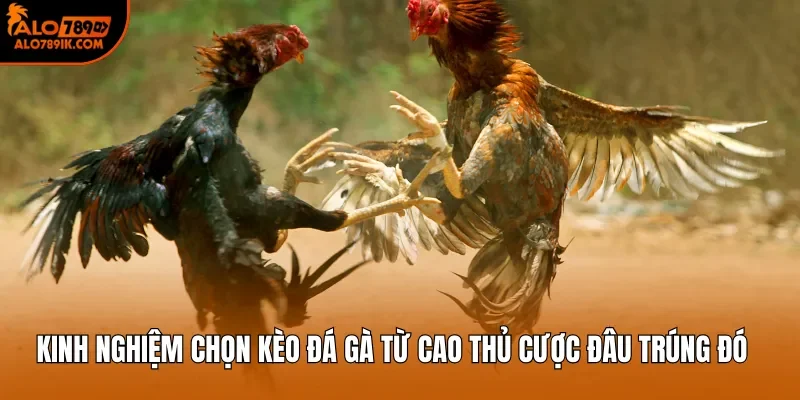 Kinh Nghiệm Chọn Kèo Đá Gà