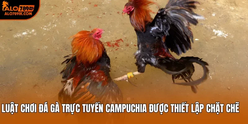 Luật chơi đá gà trực tuyến Campuchia được thiết lập chặt chẽ 