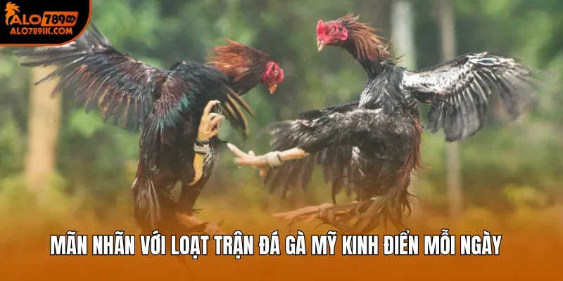 Mãn nhãn với loạt trận đá gà Mỹ kinh điển mỗi ngày