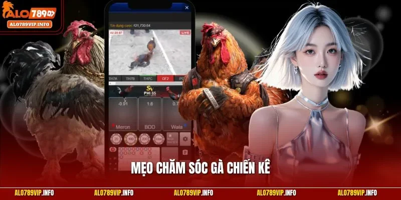 Mẹo chăm sóc gà chiến kê