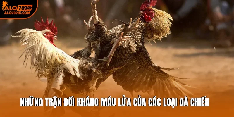 Những trận đối kháng máu lửa của các loại gà chiến