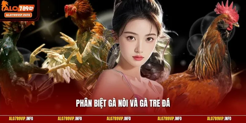 Phân biệt gà nòi và gà tre đá