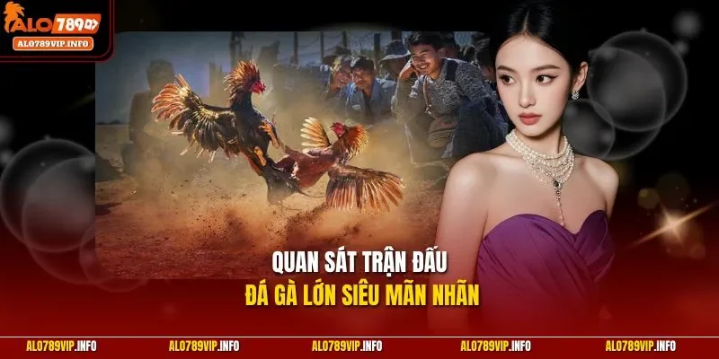 Quan sát trận đấu đá gà lớn siêu mãn nhãn