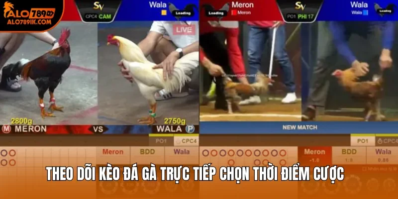 Theo dõi kèo đá gà trực tiếp chọn thời điểm cược