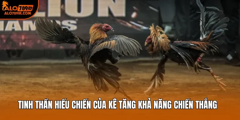 Tinh thần hiếu chiến của kê tăng khả năng chiến thắng