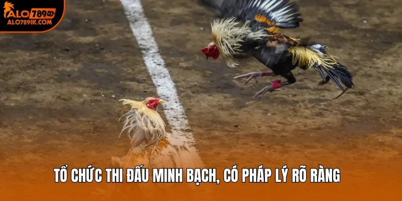 Tổ chức thi đấu minh bạch, có pháp lý rõ ràng