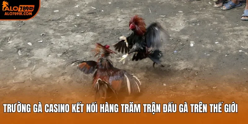 Trường gà casino kết nối hàng trăm trận đấu gà trên thế giới