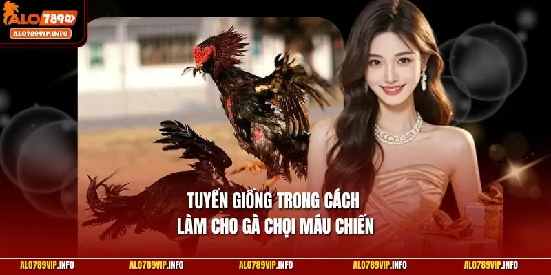 Tuyển giống trong cách làm cho gà chọi máu chiến